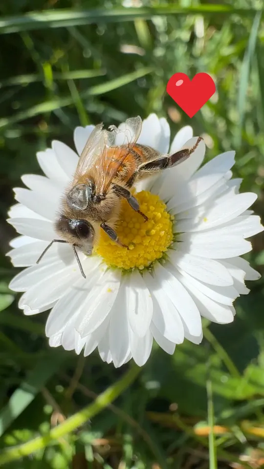 A heart sticker over a bee on a daisy
