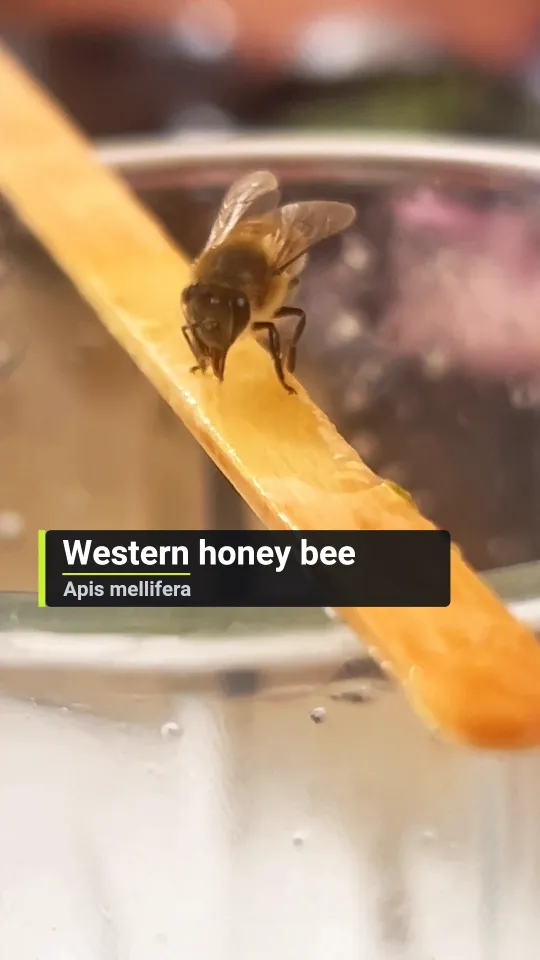 A lower third reading Western honey bee over a bee on a stick